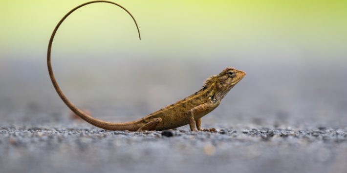 kaushik-vijayan-1113441-unsplash