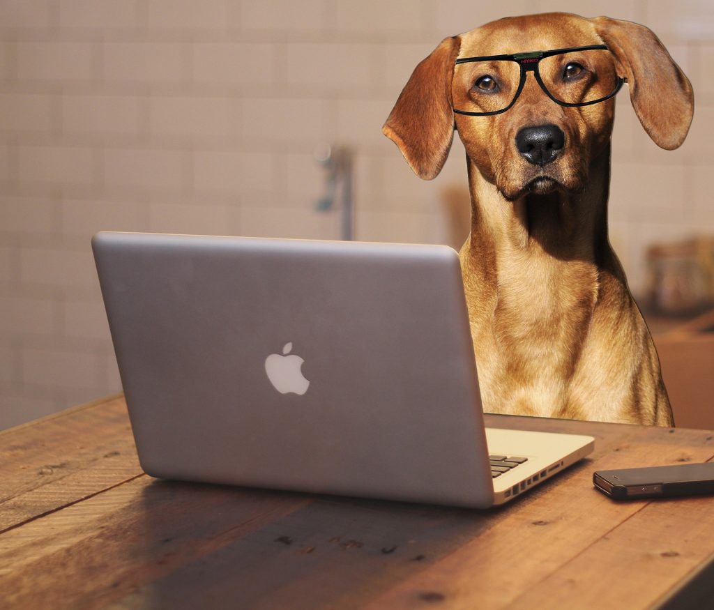 Internet Marketing Tricks That Petting A Dog Can Teach You